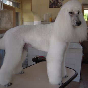 Le chien qui mousse - caniche royal - Beauty & Spas Near Me - Marseille, 13 Le chien qui mousse - caniche royal - Beauty & Spas Near Me - Marseille, 13