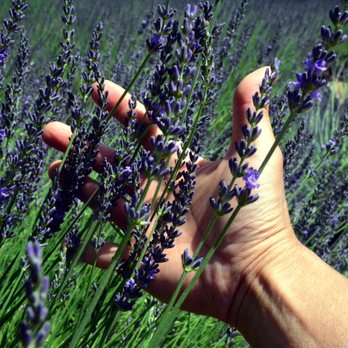 Pleasant Valley Lavender - Pick Your Own Farms Near Me - Morganville, New Jersey Pleasant Valley Lavender - Pick Your Own Farms Near Me - Morganville, New Jersey
