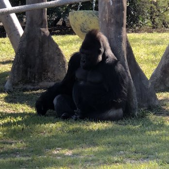 Zoo Miami - Zoos Near Me - Miami, Florida Zoo Miami - Zoos Near Me - Miami, Florida