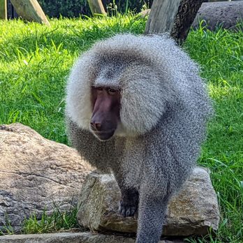Zoo Knoxville - Zoos Near Me - Knoxville, Tennessee Zoo Knoxville - Zoos Near Me - Knoxville, Tennessee