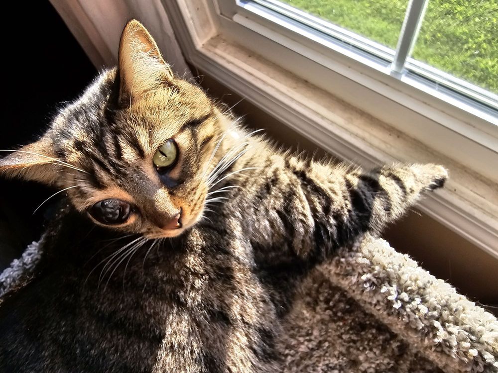 HAMPSTEAD ANIMAL HOSPITAL Updated July 2024 17 Reviews 62 N