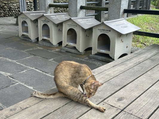 Houtong Cat Village by null