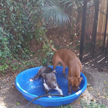 Pasadena Humane - Scully's first day at his new home! - Animal Shelters Near Me - Pasadena, California