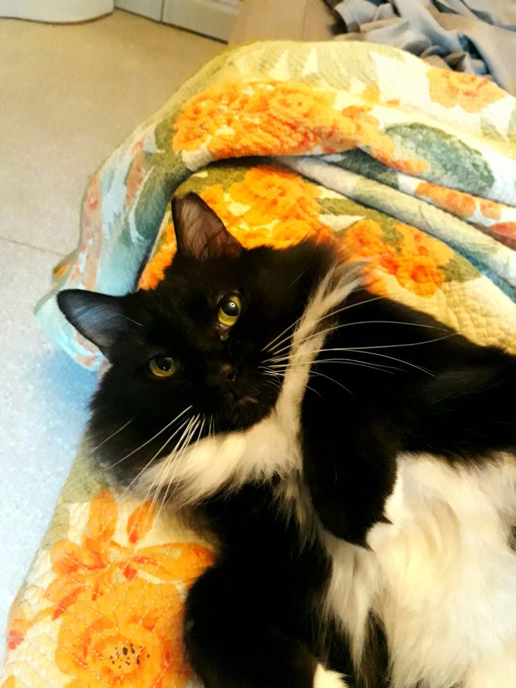 Veterinary Wellness Center of Surfside Image