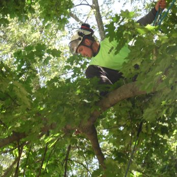 Tree Pros - Tree Services Near Me - Bloomfield Township, Michigan