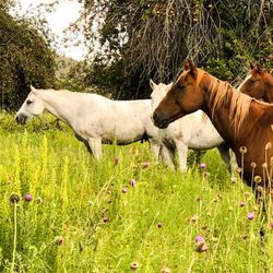 Runyan Ranches - Happy horses in the orchard!