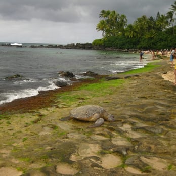 Laniakea Beach - Beaches Near Me - Haleiwa, Hawaii