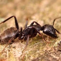 Green Kastle Innovative Pest Solutions - The carpenter ant does it's own remodel, by tunneling through your walls.