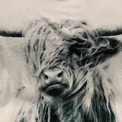 Tomales General Store - Super soft, 40"x50" Highland Cow Throw Blanket.