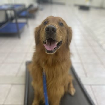 Woofbeach Palms - Pet Training Near Me - Geneva, Illinois Woofbeach Palms - Pet Training Near Me - Geneva, Illinois
