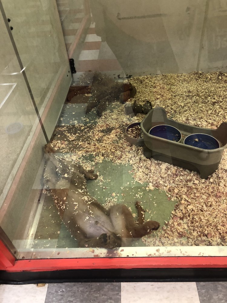 EVERYTHING PETS 16 Photos 1417 Central Ave, Albany, New York Pet