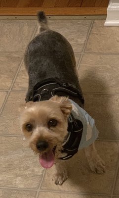 kimberly's pampered pets