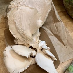 Johnson City Farmer's Market - Gray Oyster Mushrooms. I was so happy to see the mushroom farm there!