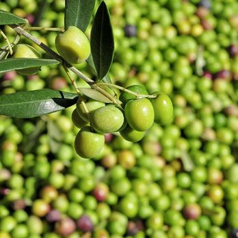 The Pristine Olive Tasting Bar - olives on the tree - Specialty Food Near Me - London, Ontario The Pristine Olive Tasting Bar - olives on the tree - Specialty Food Near Me - London, Ontario