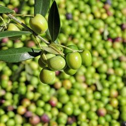 The Pristine Olive Tasting Bar