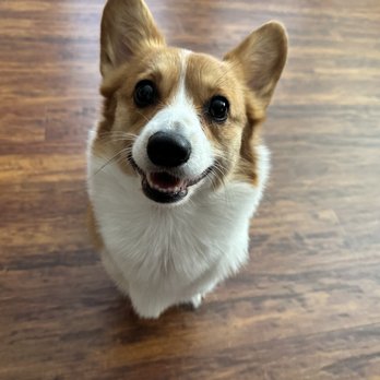 My Dog Spot - Happy for the service - Pet Groomers Near Me - La Mirada, California My Dog Spot - Happy for the service - Pet Groomers Near Me - La Mirada, California
