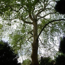 Stiftung Arboretum Park Härle - Diese gigantische Platane streckt ihre Wurzeln tief in einen unterirdischen Altarm des Rheins
