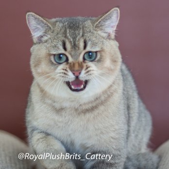 Royal Plush Brits Cattery - Pet Breeders Near Me Royal Plush Brits Cattery - Pet Breeders Near Me
