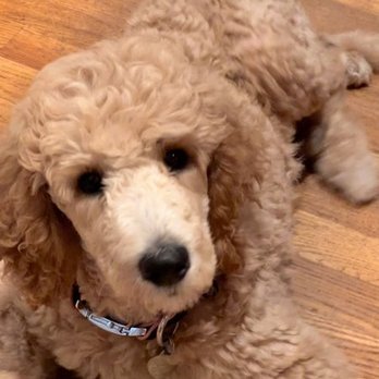 Carolina Poodle Rescue - Pet Adoption Near Me Carolina Poodle Rescue - Pet Adoption Near Me