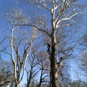 American Tree - Tree Services Near Me