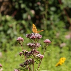 Tiefenbachpfad Premiumwanderweg