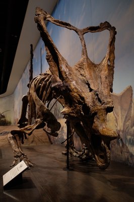 Royal Tyrrell Museum by null