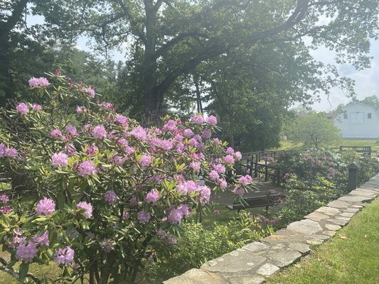 Stanley Park by null