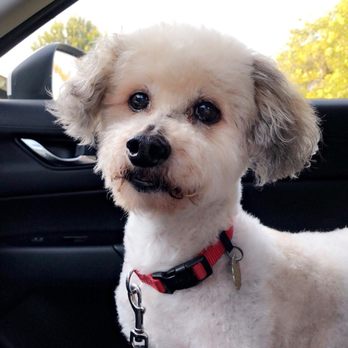 Magic Groomer - Pet Sitting Near Me - Arcadia, California