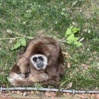 Zoo Boise - Monkey - Zoos Near Me - Boise, Idaho