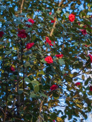 Garden Lights Landscaping by null