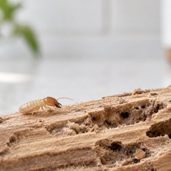 Vendetta Pest Solutions - Termite solutions