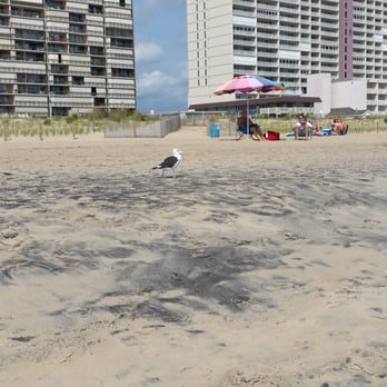 Fountainhead Towers Ofc - The beach behind the fountainhead tower - Apartments Near Me - Ocean City, Maryland Fountainhead Towers Ofc - The beach behind the fountainhead tower - Apartments Near Me - Ocean City, Maryland
