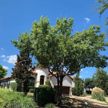 Good Guys Tree Service - AFTER-Oak next to Magnolia. The magnolia is no longer buried next to the oak. - Tree Services Near Me - Austin, Texas Good Guys Tree Service - AFTER-Oak next to Magnolia. The magnolia is no longer buried next to the oak. - Tree Services Near Me - Austin, Texas