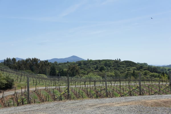 BobDog Wines by null