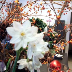 Quince Flowers - will you marry me?