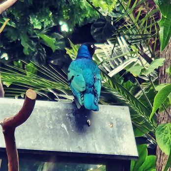 Bloedel Conservatory - Botanical Gardens Near Me - Vancouver, British Columbia