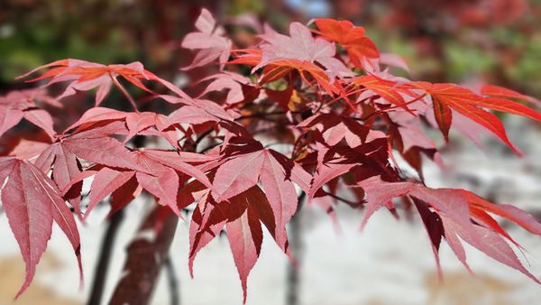 Japanese Friendship Garden by null