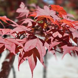 Japanese Friendship Garden