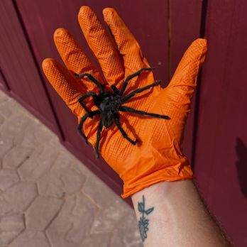 Borderland Pest Control - Pest Control Near Me Borderland Pest Control - Pest Control Near Me