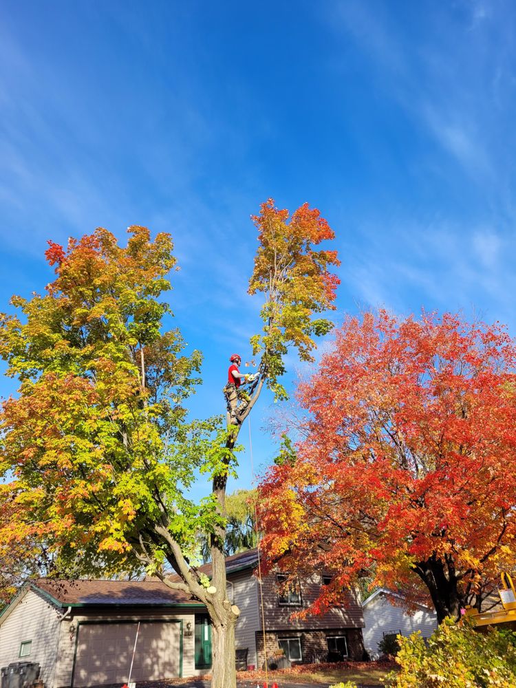 Vineland Tree Care - tree service in Minneapolis, MN