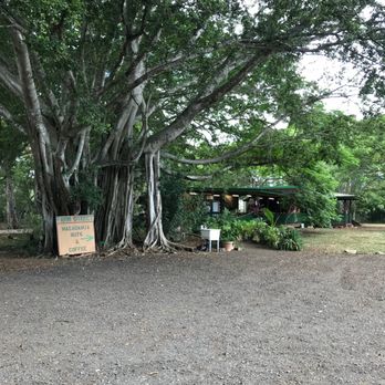 North Shore Macadamia Nut - lots of parking - Coffee & Tea Near Me - Haleiwa, Hawaii North Shore Macadamia Nut - lots of parking - Coffee & Tea Near Me - Haleiwa, Hawaii