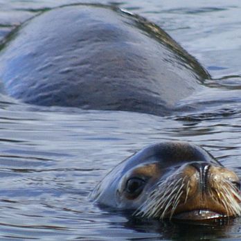Hello Nature Adventure Tours - Rafting/Kayaking Near Me - Ucluelet, British Columbia Hello Nature Adventure Tours - Rafting/Kayaking Near Me - Ucluelet, British Columbia