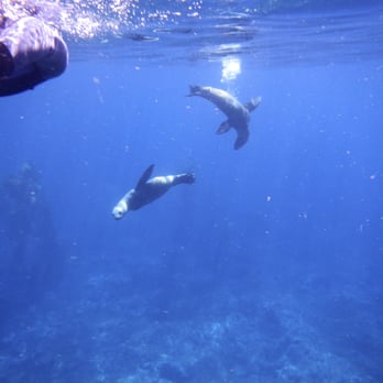 Ocean Safari Scuba - Scuba Diving Near Me - San Gabriel, California