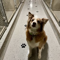 Sunny Ridge Kennels - Our dog Hazel with our new epoxy floors!