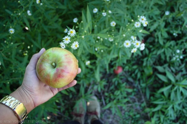Wilklow Orchards by null
