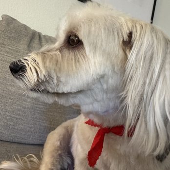 Le Pooche Pet Spa - Uneven cutting - Pet Groomers Near Me - San Diego, California Le Pooche Pet Spa - Uneven cutting - Pet Groomers Near Me - San Diego, California