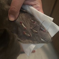 Vancouver Veterinary Hospital - Backside of my dogs mangled ear. Absolutely no reason to have stitched through his entire ear cartilage yet here we are!!