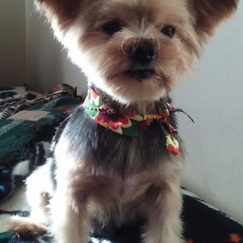 Bow Wow Groomers - He looks so good now! - Pet Groomers Near Me - Cypress, California