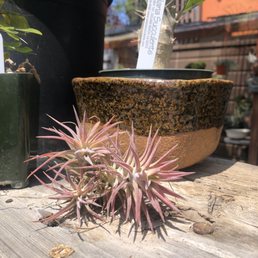Air plants