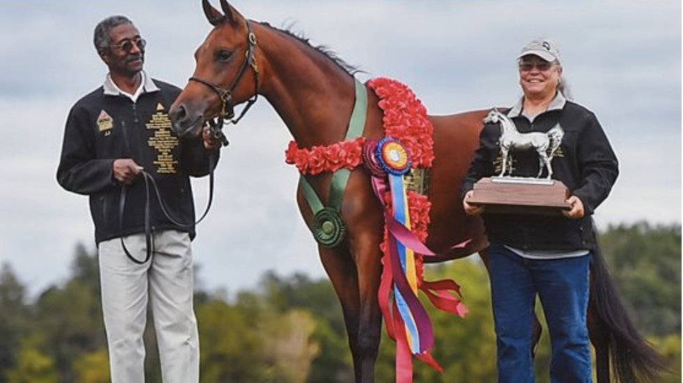 JOYNER ARABIANS Updated August 2024 6631 Strahan Rd, El Paso, Texas